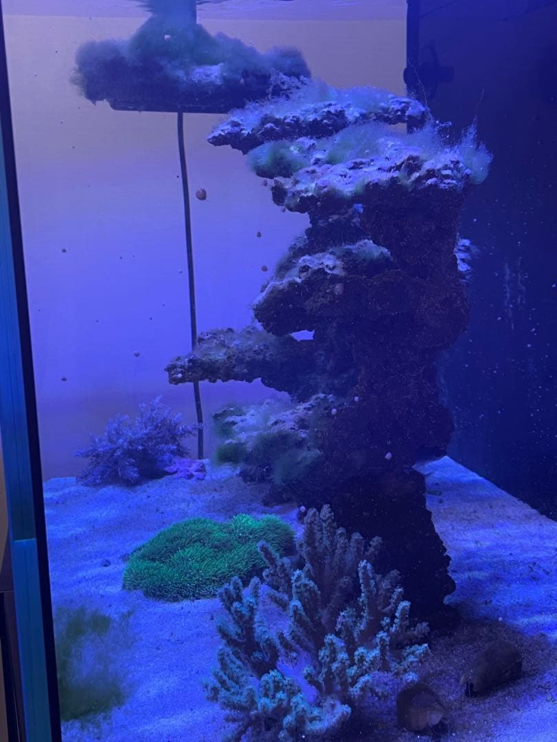 人工ライブロック 2点セット‼️　盆栽型