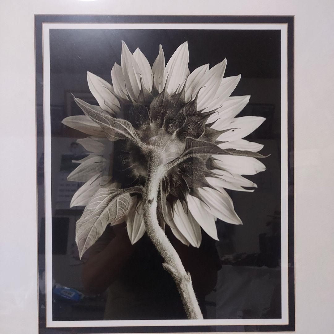 アートフォト作品ひまわり