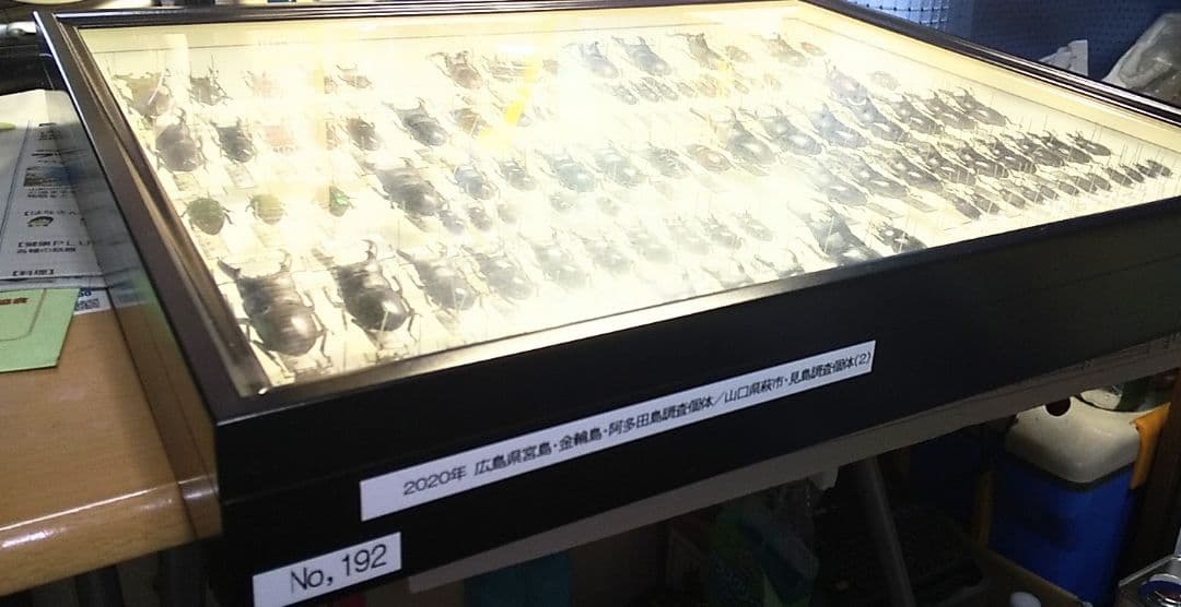 村山輝記採集・製作　クワガタ調査標本No.192（流出品）