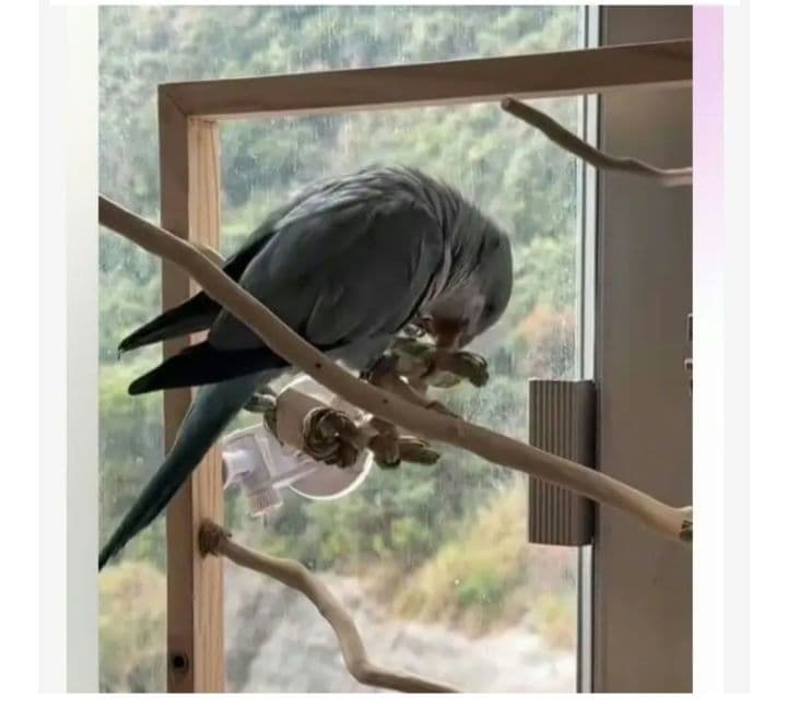 v99　自然素材　ハミハミ吊り下げおもちゃ　文鳥　インコ　バードトイ　バルサ