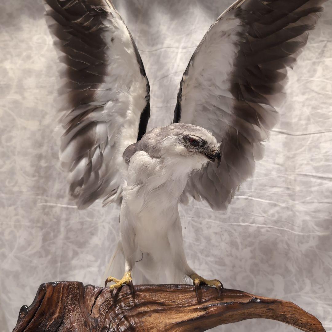 カタグロトビ 鷹 剥製