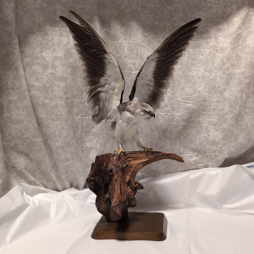 カタグロトビ 鷹 剥製