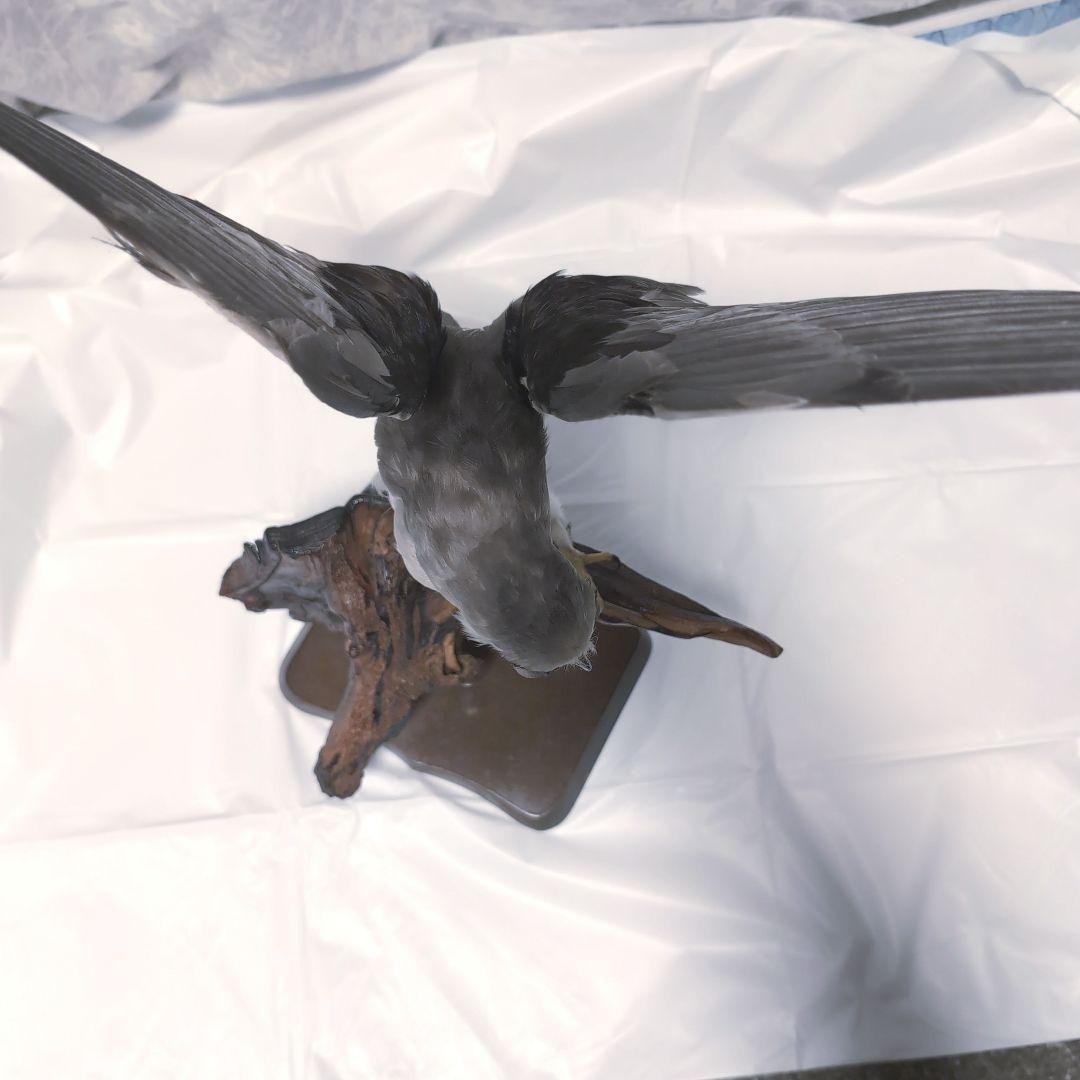 カタグロトビ 鷹 剥製