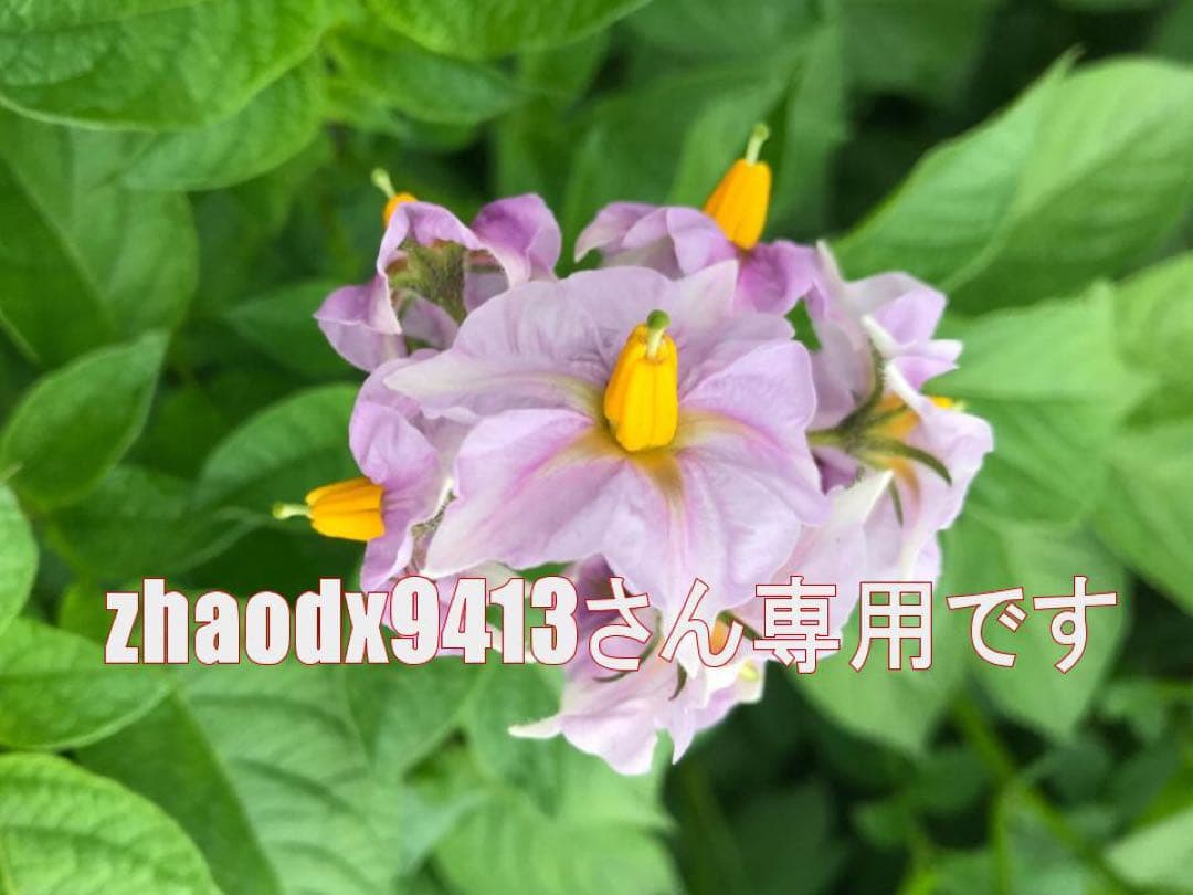 専用出品です　食用ほおずき　オレンジチェリー(ゴールデンベリー) 小粒2kg.