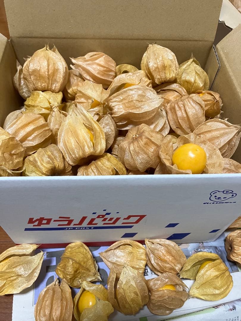 専用出品です　食用ほおずき　オレンジチェリー(ゴールデンベリー) 小粒2kg.