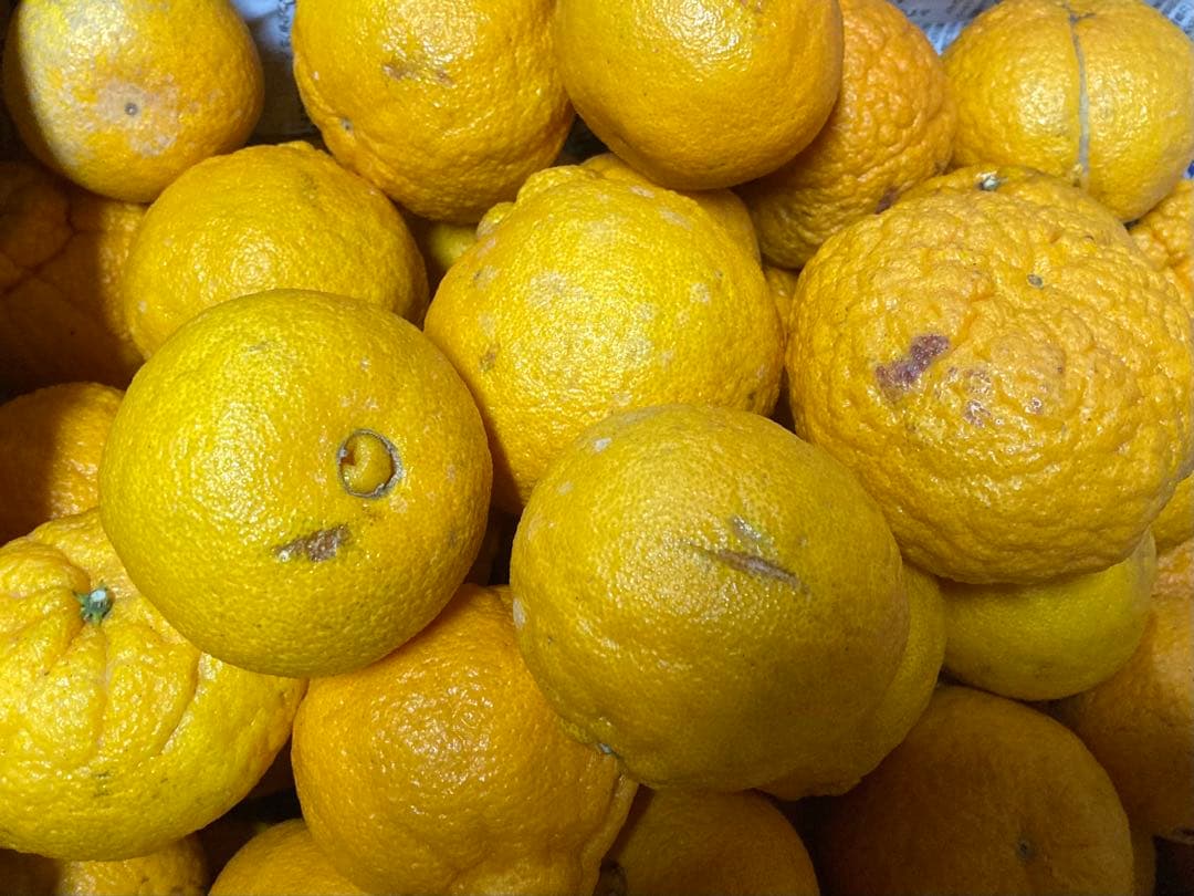 熊本県産　不知火（デコポン）下等級　生キズ　✖️2