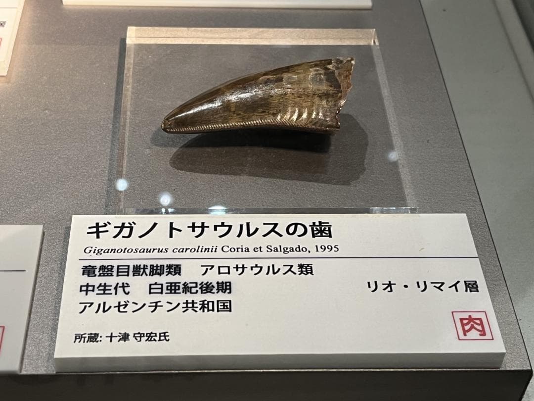 超絶希少！伝説的なギガノトサウルスの歯！　値段交渉可能