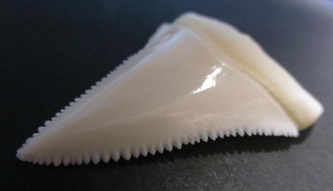 ホホジロザメ（C. carcharias）の歯（A’級）49.9mm