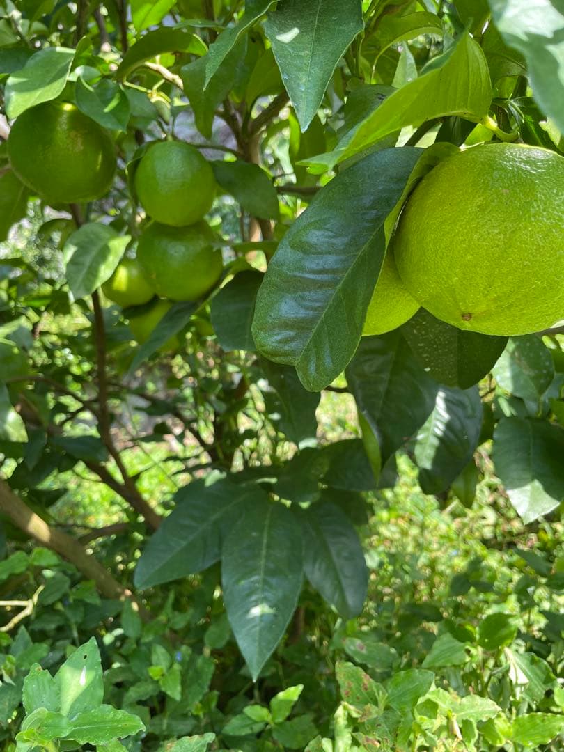 国産ベルガモットオレンジ☆香りが強い露地栽培　約8kg 送料込み ☆【A品】