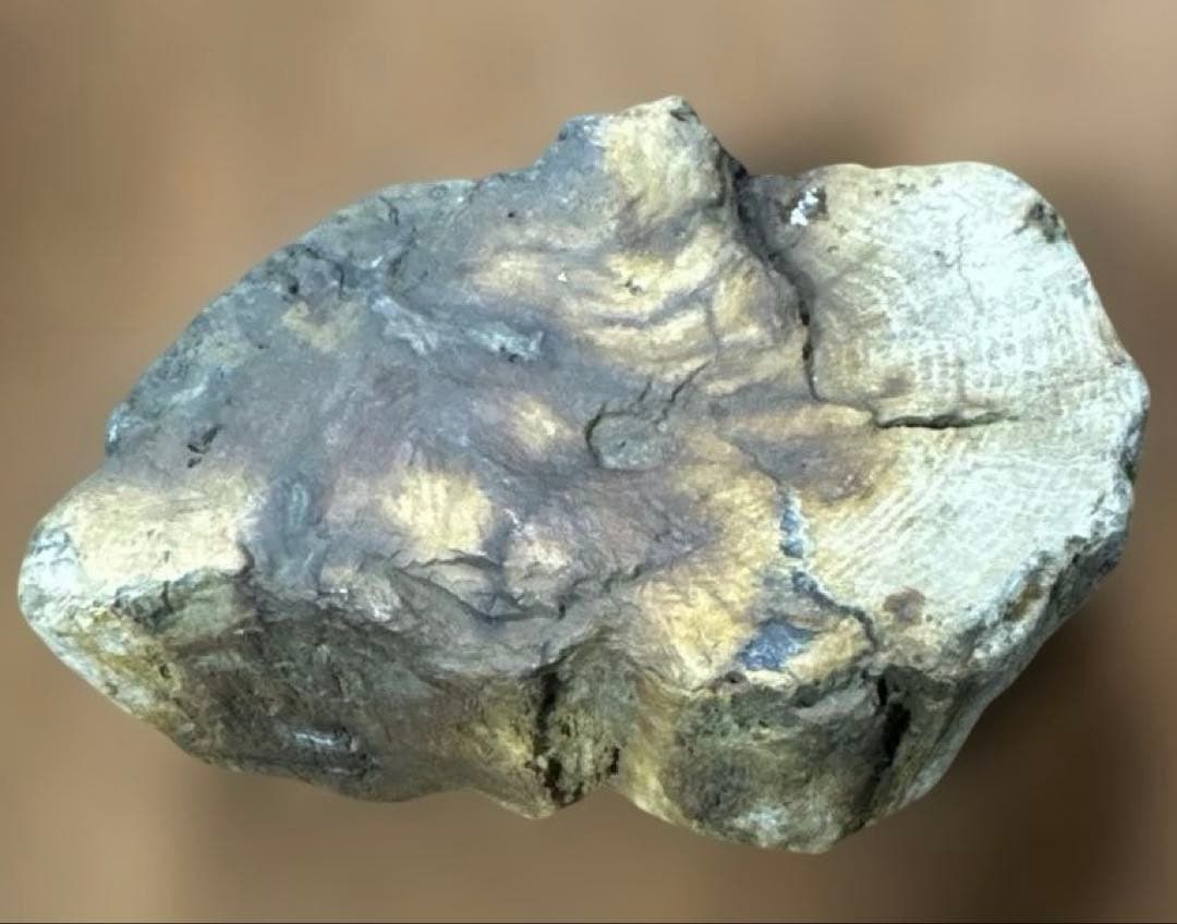 珪化木 木の化石