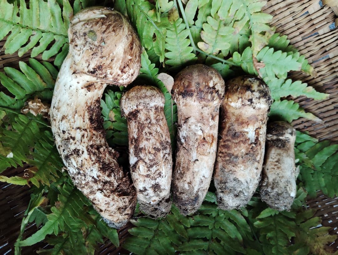 岩手県岩泉産松茸　240グラム 良品