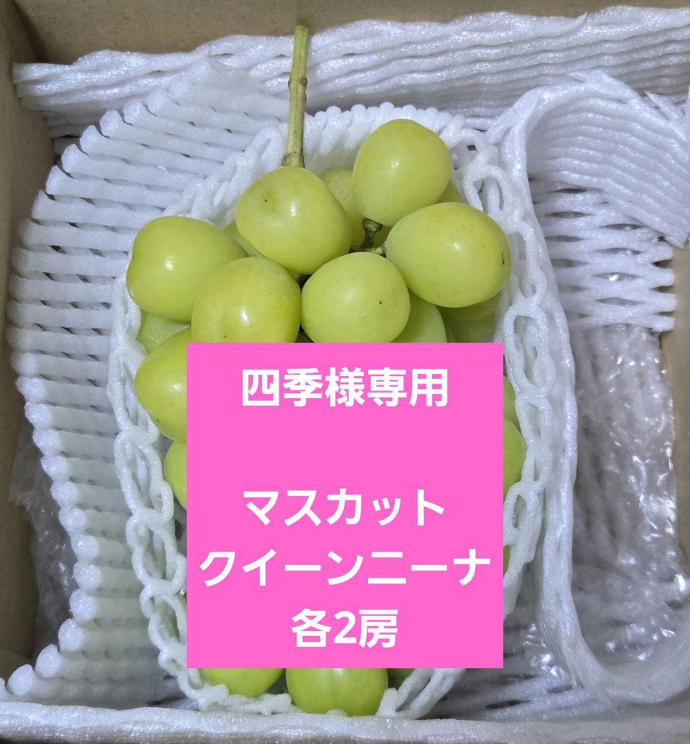 ☆朝採り農家直送☆シャインマスカット☆大粒厳選☆2房☆朝採りその日のうちに発送