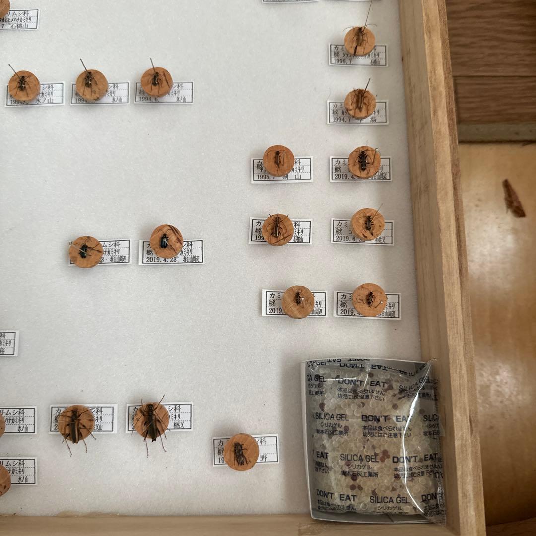 カミキリムシ標本❌2