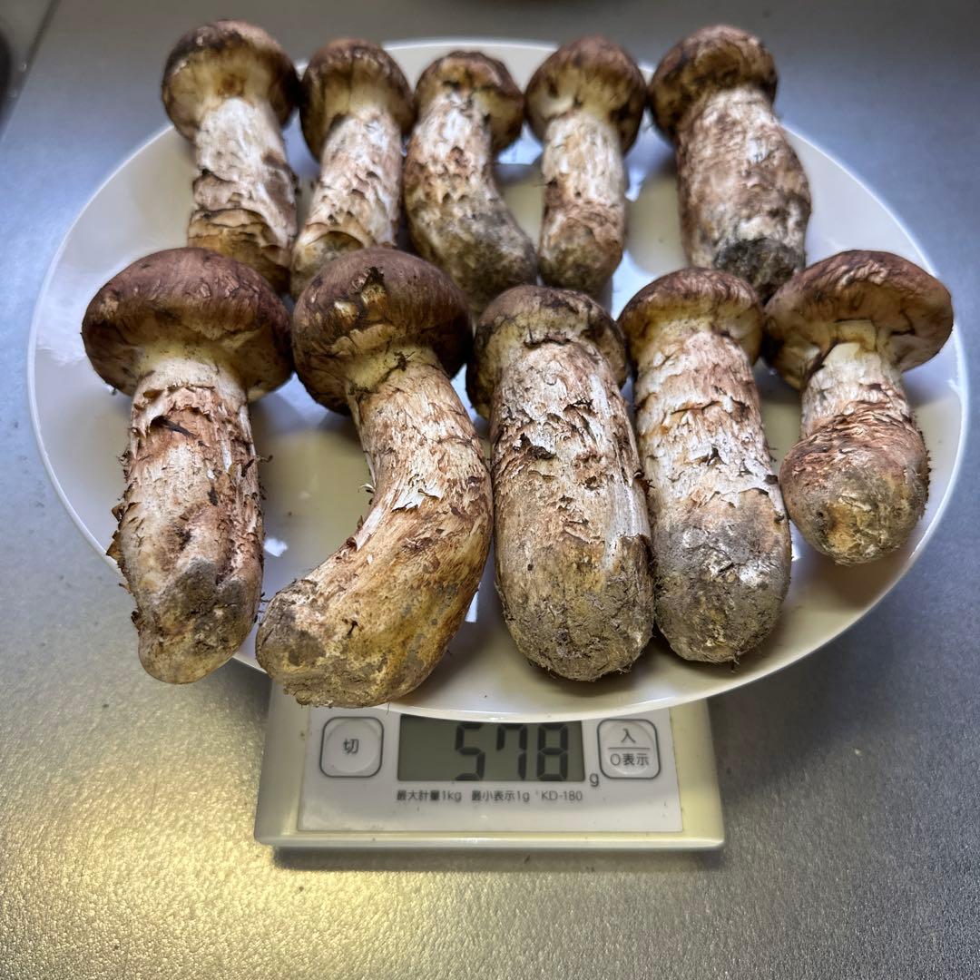 国産天然松茸‼️570g‼️