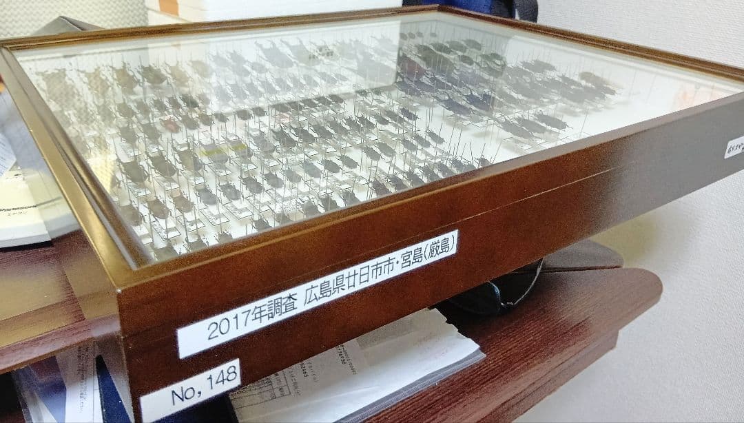 広島県宮島産クワガタ標本　村山輝記採集・製作品