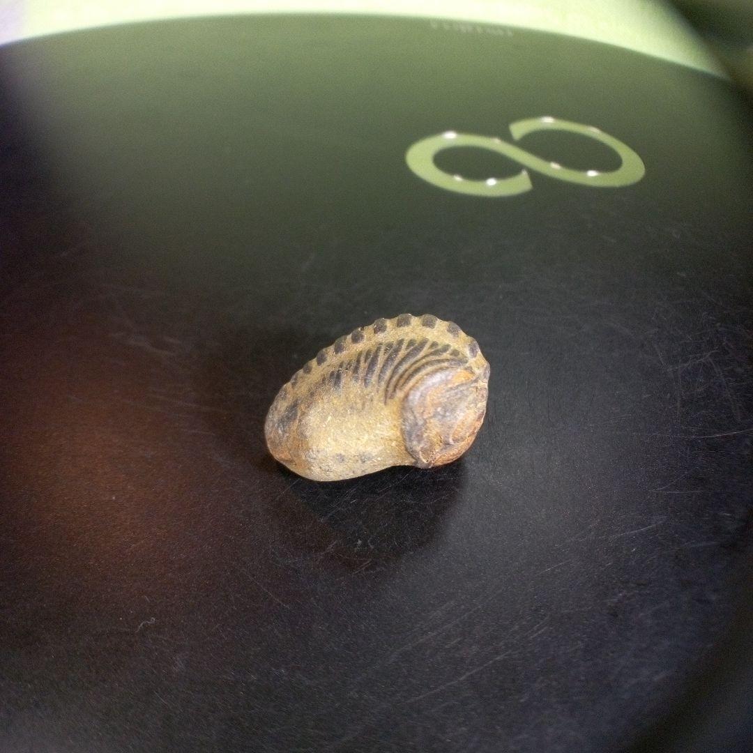 三葉虫　化石　fossil　ボリビア産　trilobite　ノジュール種類⑦