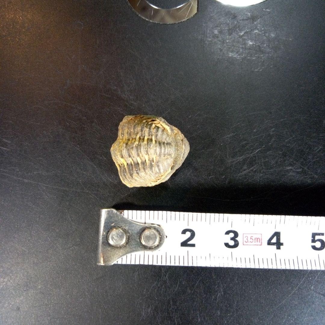 三葉虫　化石　fossil　ボリビア産　trilobite　海生動物個体①