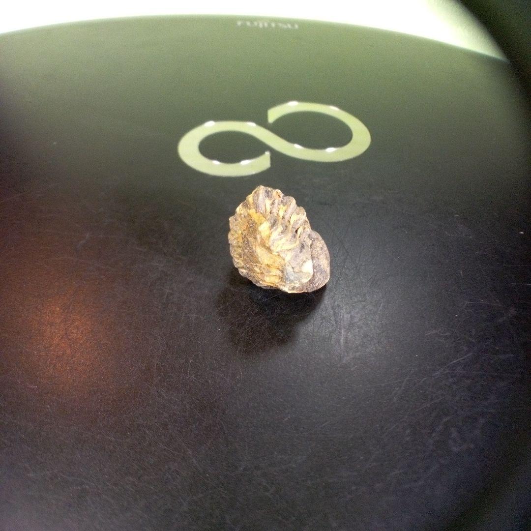 三葉虫　化石　fossil　ボリビア産　trilobite　海生動物個体①