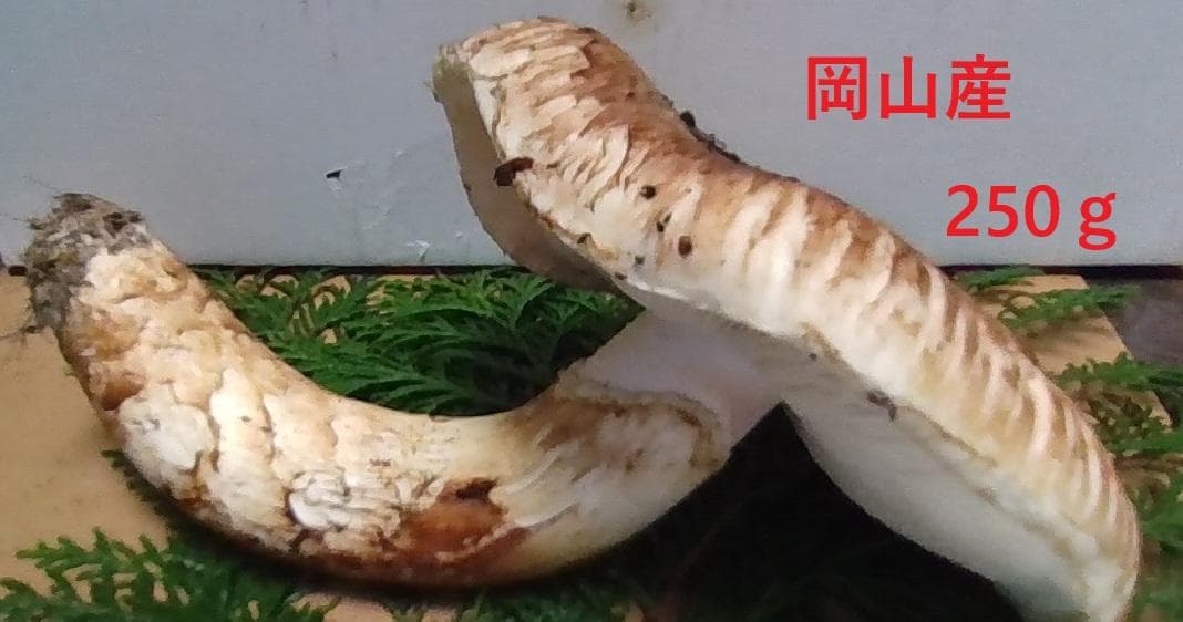 松茸開き約250g　松竹梅