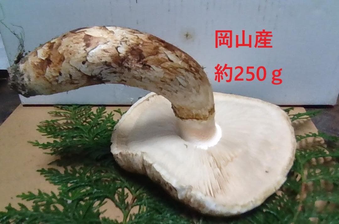 松茸開き約250g　松竹梅