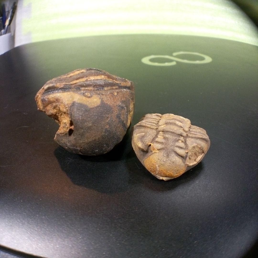 三葉虫　化石　fossil　ボリビア産　レア　Fossil識別⑨　２個セット