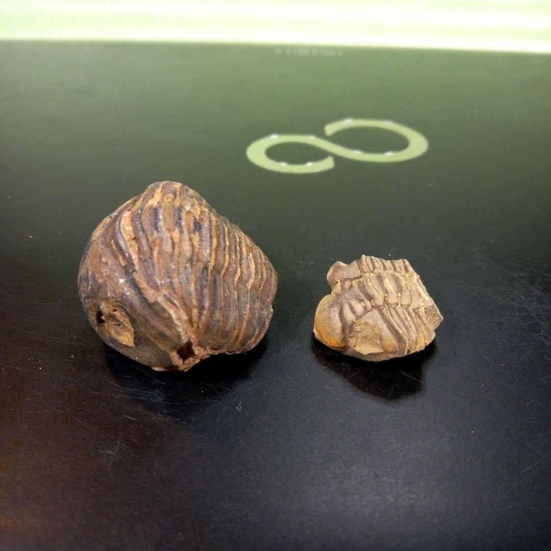 三葉虫　化石　fossil　ボリビア産　レア　Fossil識別⑨　２個セット