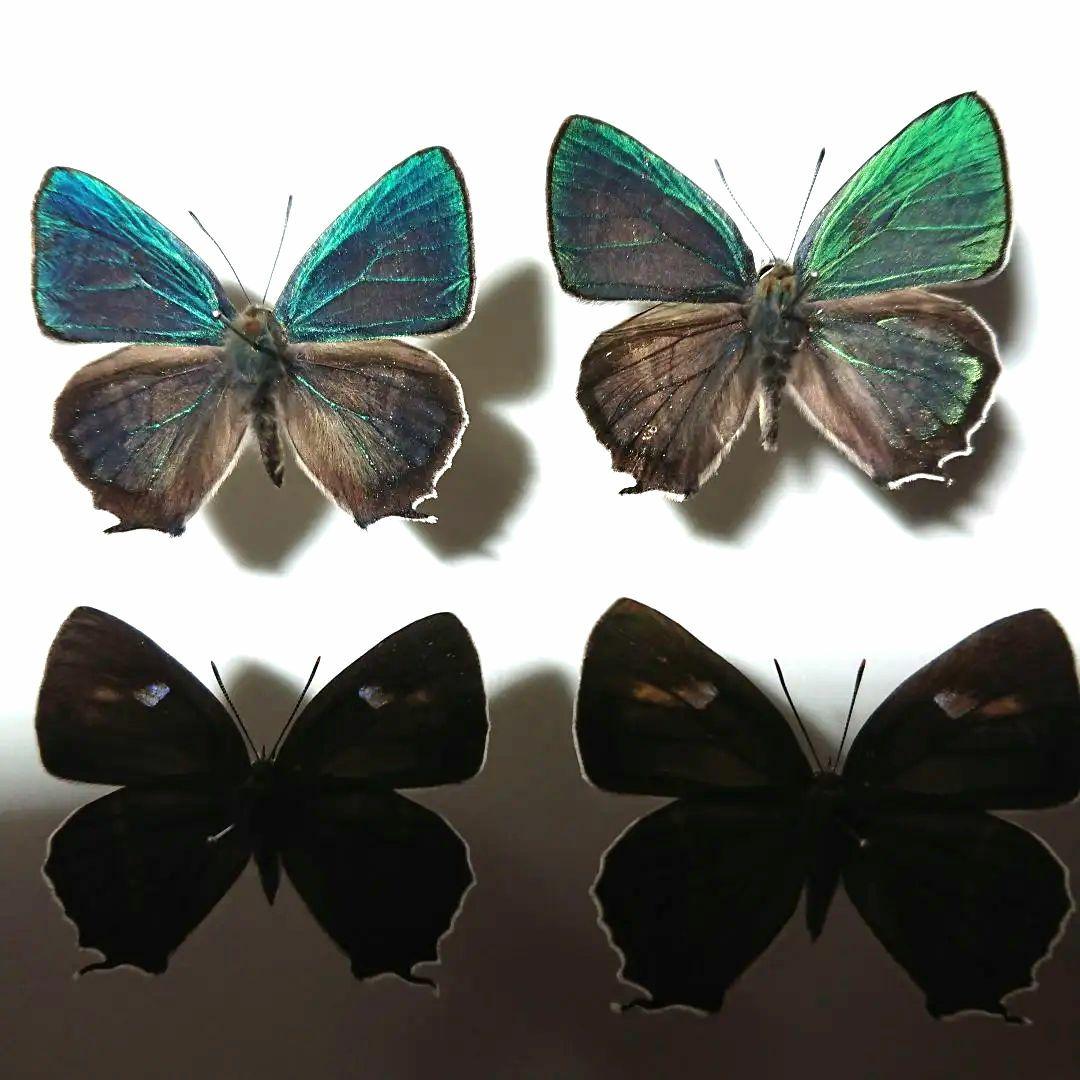 国内蝶標本‼️ 確認用