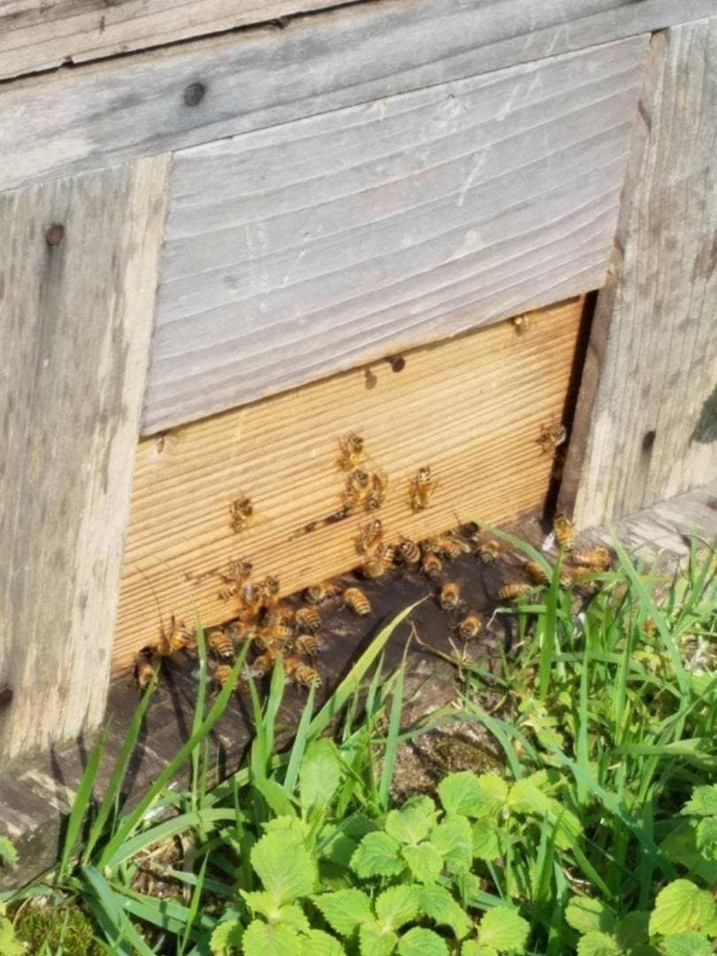 塚本養蜂場 国産純粋蜂蜜 600g×3個 自然熟成【賞味期限2028年7月】