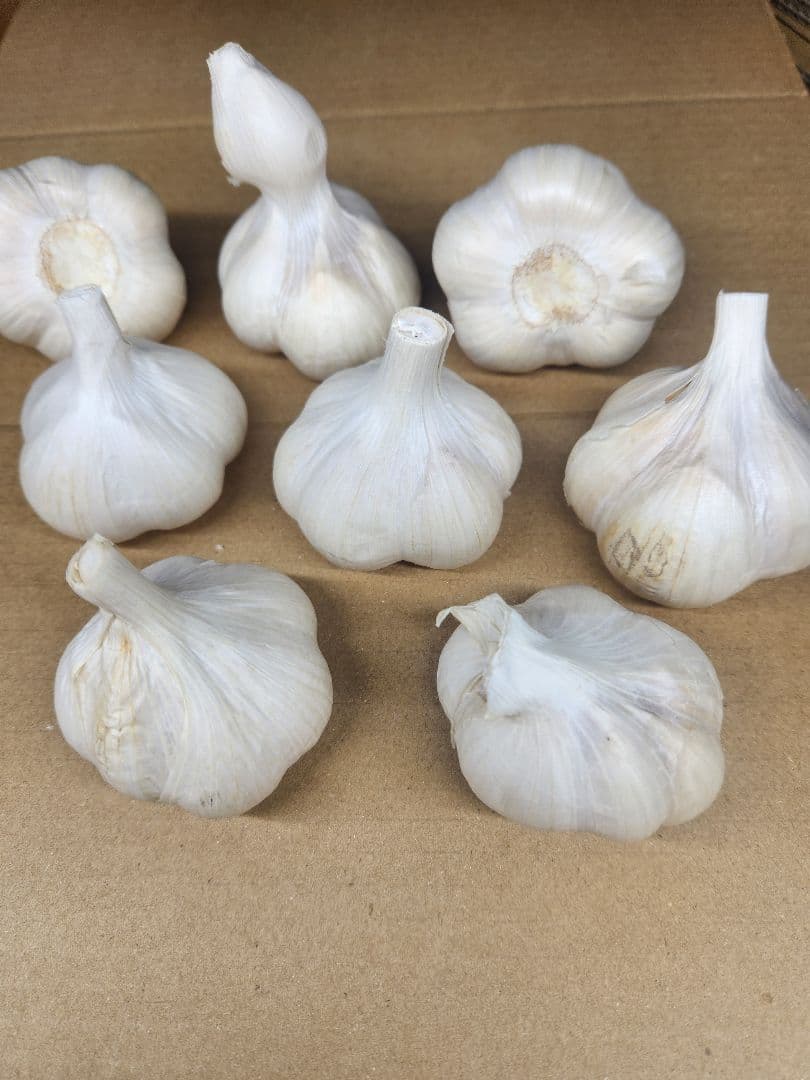 青森県田子町産　にんにく　4kg