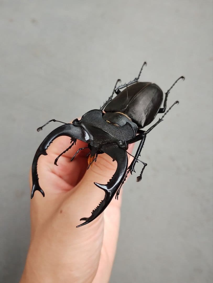 【標本】ユダイクスミヤマクワガタ 92mm 飼育品 昆虫標本