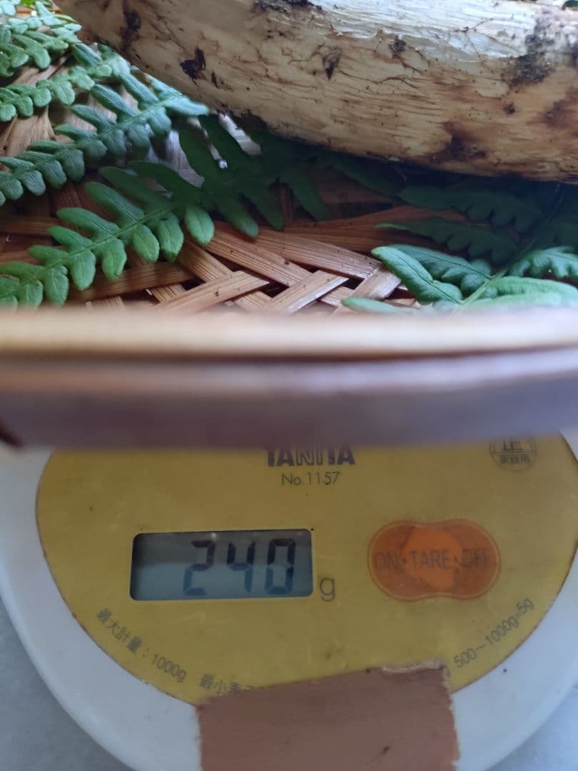 10/16 南信州産 松茸 240g