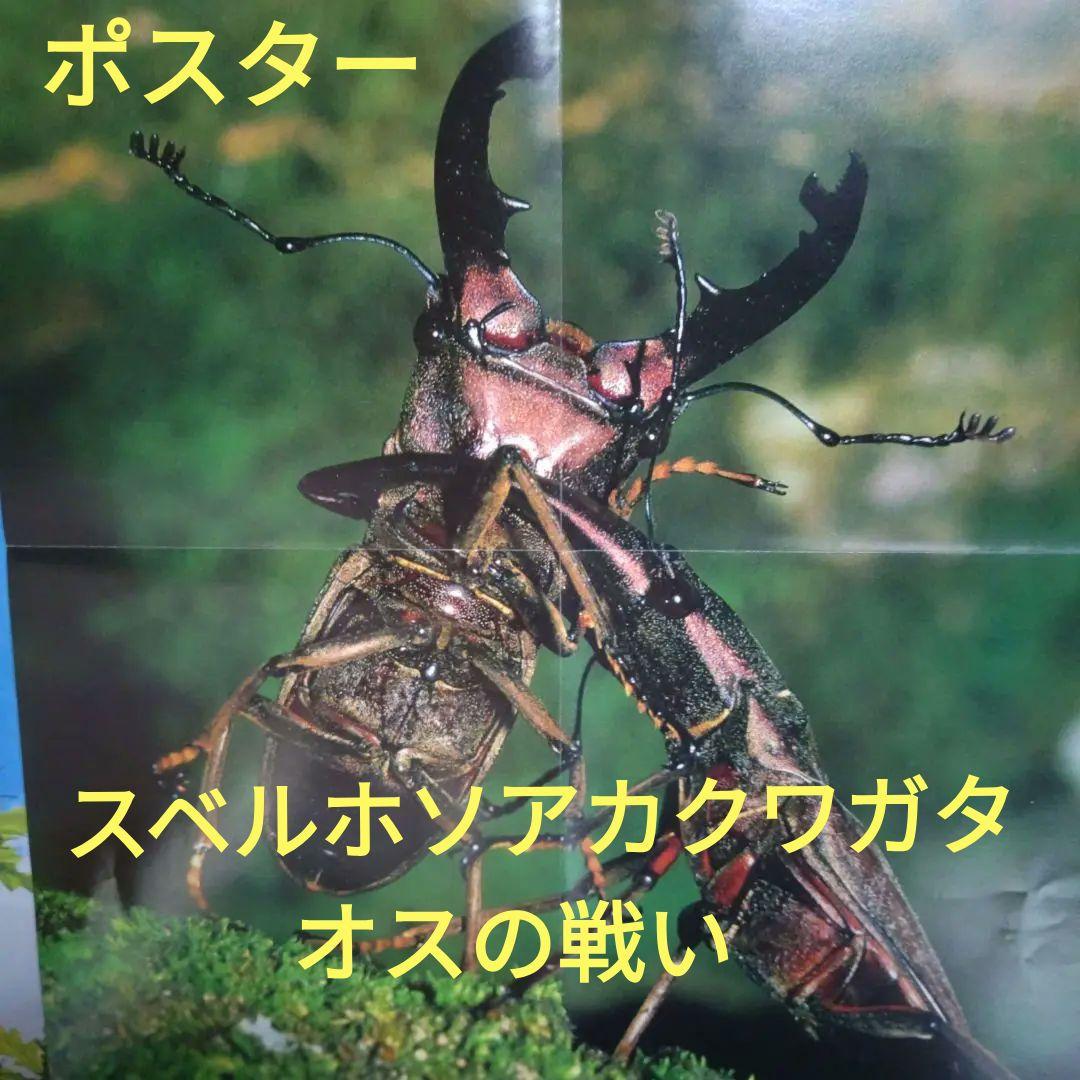 昆虫図鑑付録未使用折りたたみポスター 付海外カブトムシ＆クワガタ昭和58年当時品