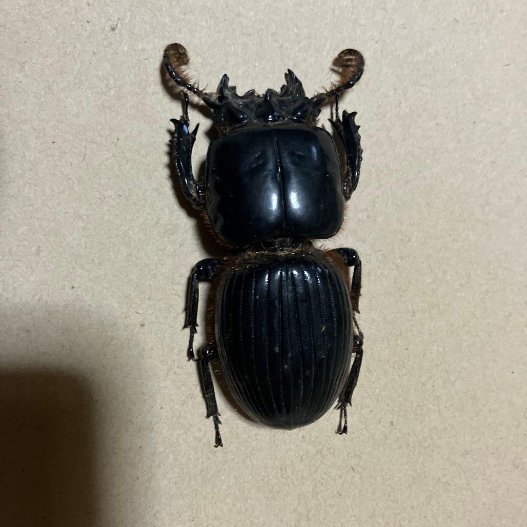 専用！オバケクロツヤムシセット