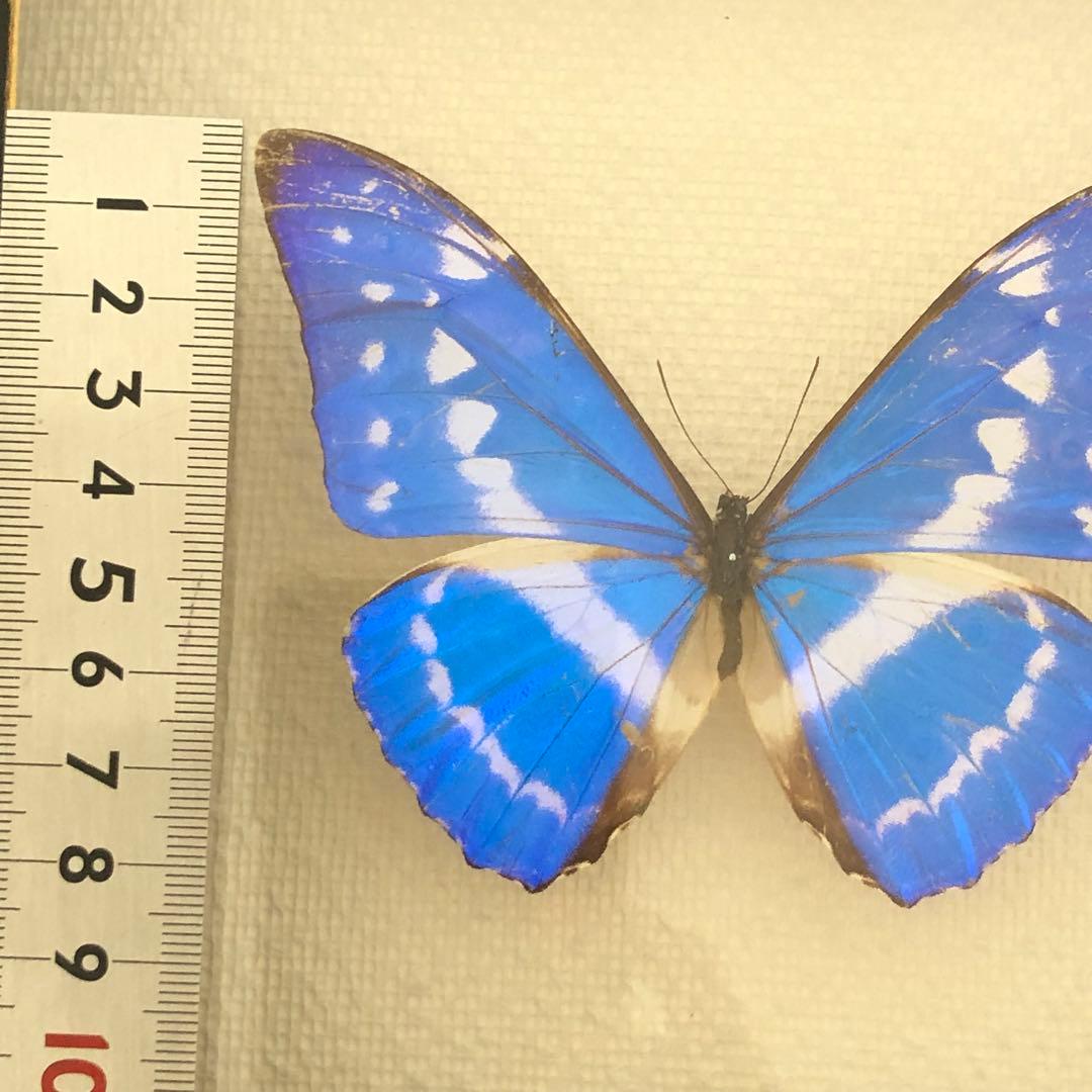 サ*ヤ様 キプリスモルフォ蝶 コロンビア 標本 額縁入り