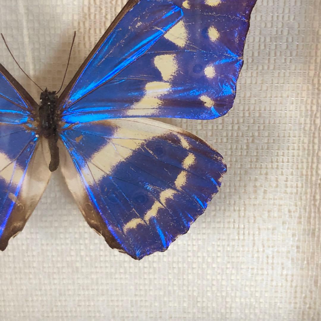 サ*ヤ様 キプリスモルフォ蝶 コロンビア 標本 額縁入り