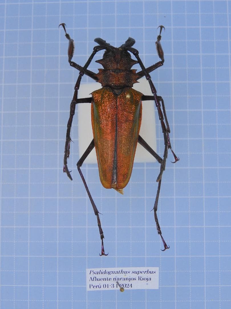 ペルー産 スペルブスルリオニカミキリ 49mm