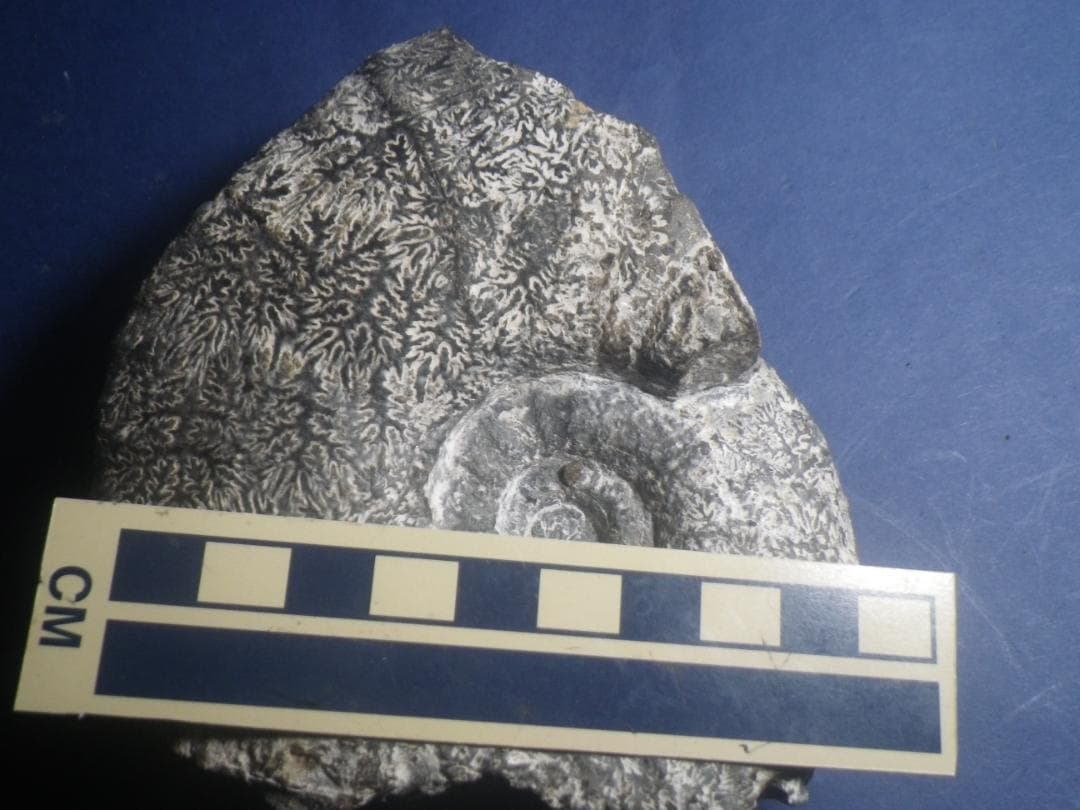 国産化石 パキ ２５１０１２－５