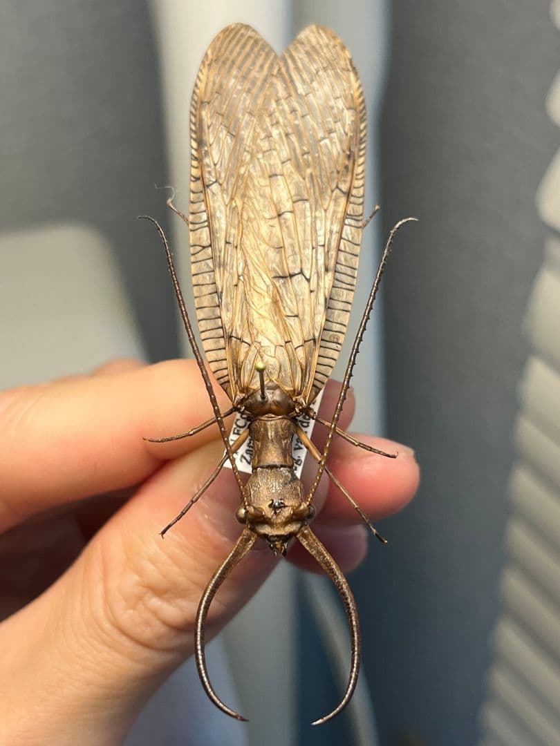 オオアゴヘビトンボ 産 奇蟲 タランチュラ ムカデ 標本 昆虫標本