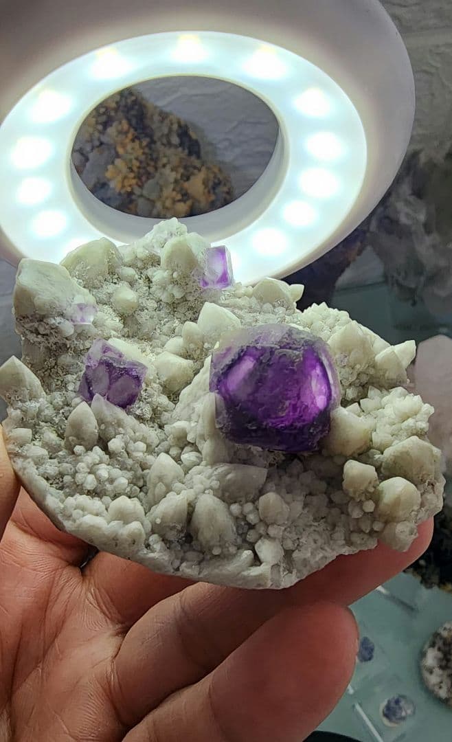 エイリアンアイフローライト