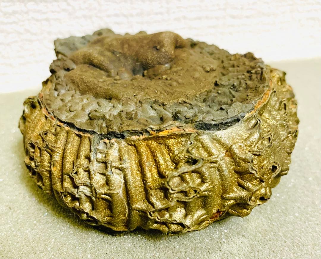 黄鉄鉱化アンモナイト 化石 大型