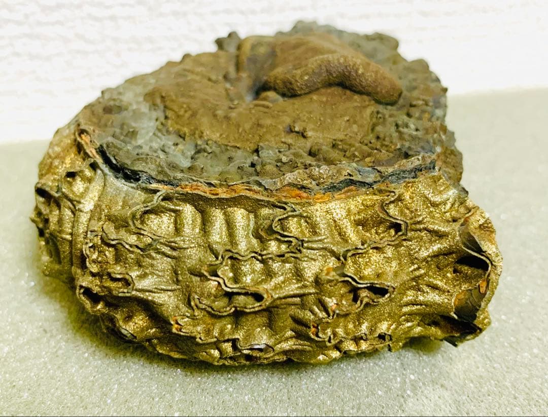 黄鉄鉱化アンモナイト 化石 大型