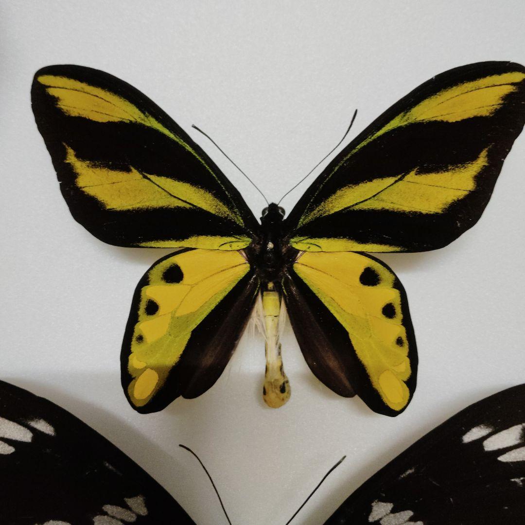 蝶標本　チトヌストリバネアゲハ　トリバネアゲハ　コレクション　世界三大美蝶