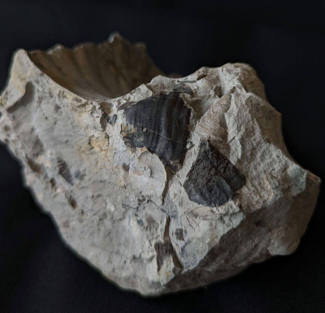 北海道産　アンモナイト　化石