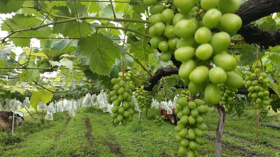 シャインマスカット徳用17キロ入りの粒バック入りになります。