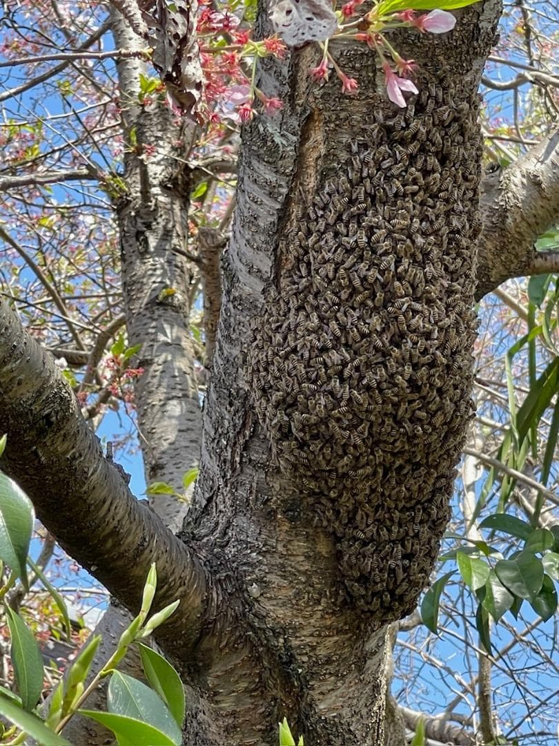 日本ミツバチ純粋100%蜂蜜 600g×4本