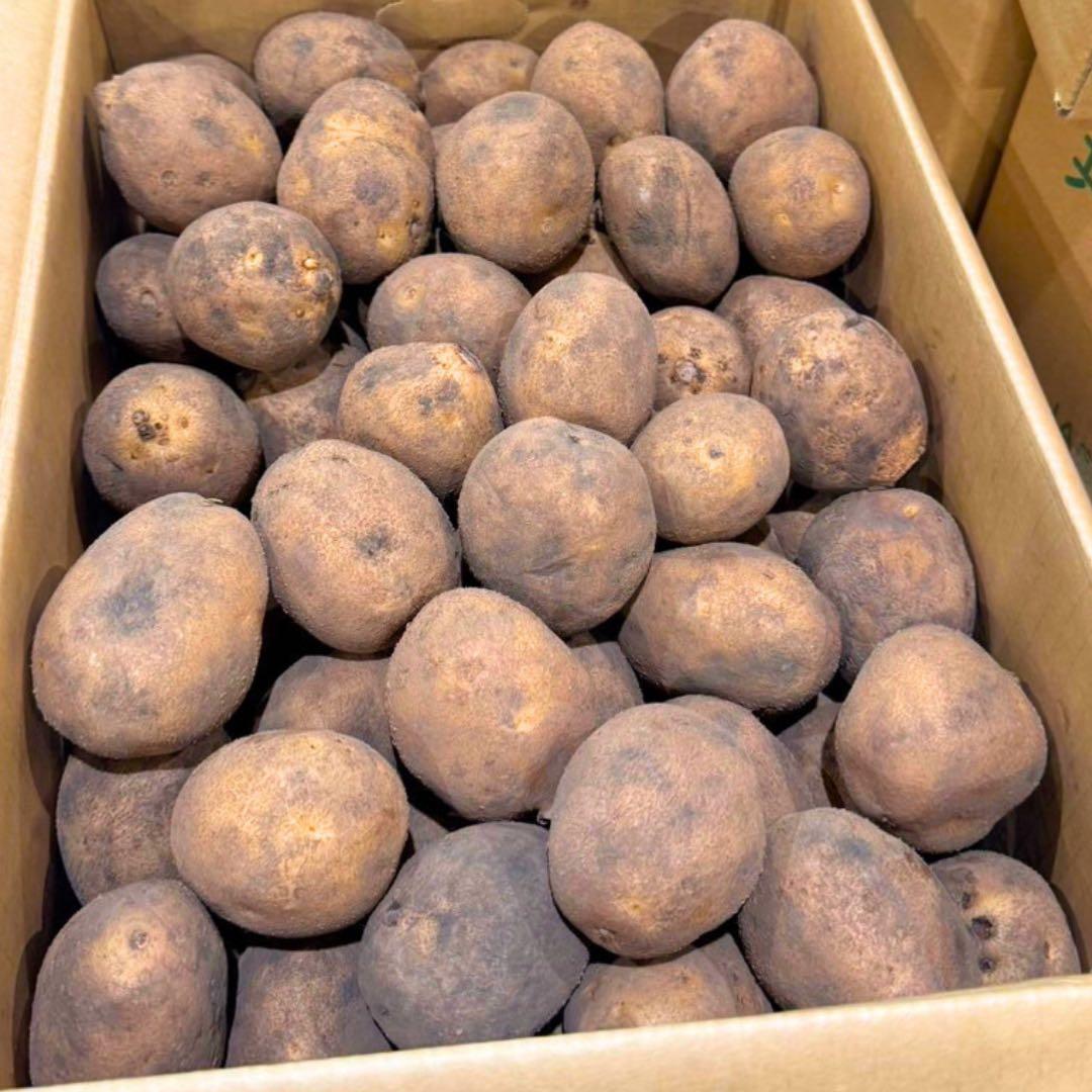 幻の　じゃがいも　ジャガイモ　16