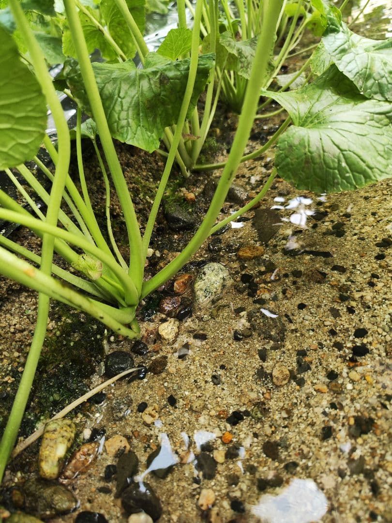 【専用】7kg 安曇野産 わさびの太茎 わさび漬け わさび