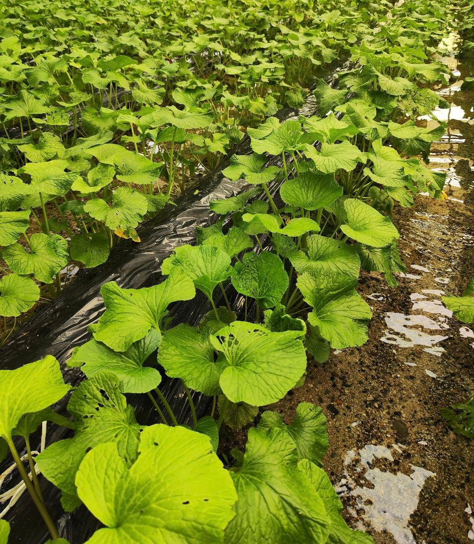 【専用】7kg 安曇野産 わさびの太茎 わさび漬け わさび