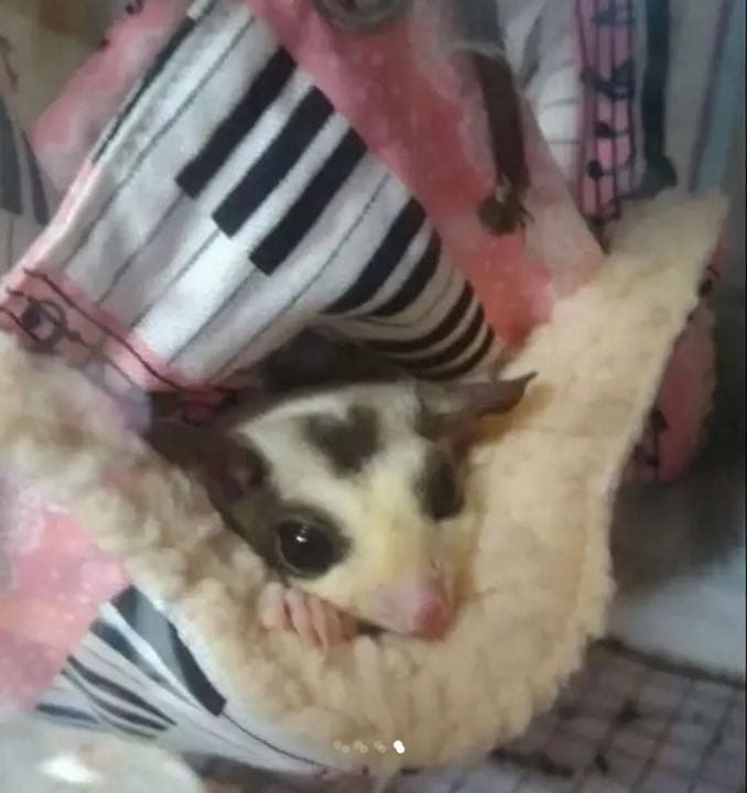 モモンガハウス(うさぎの郵便・ラメ) ボアグレー  1850円