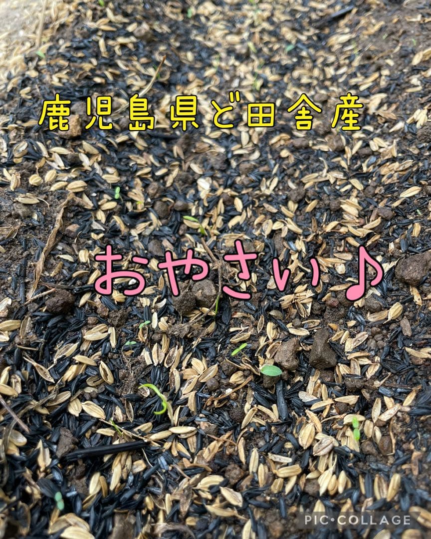 鹿児島県ど田舎産 『みわこ様』専用